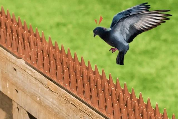 How Much Does It Cost to Install Bird Spikes?