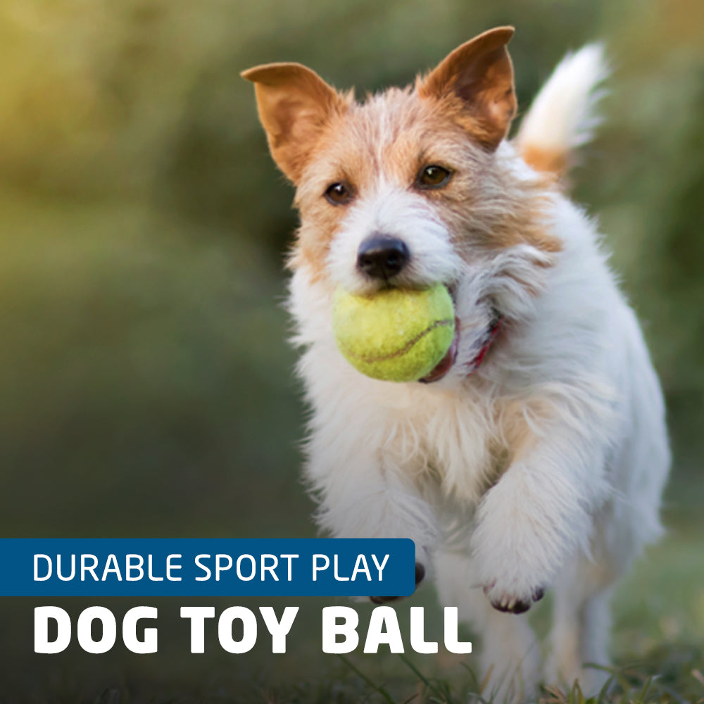 Dog tennis toy balls